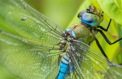 Free Stock Photo Of Close Up Dragonfly Dragonfly Close Up