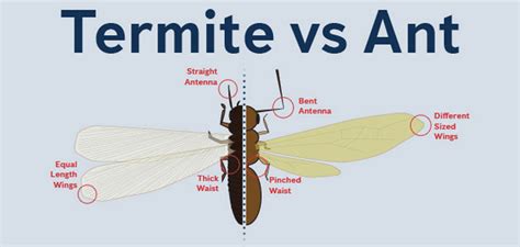 Carpenter ant queens form the highest caste. Pest Alert | Is it an Ant or a Termite?