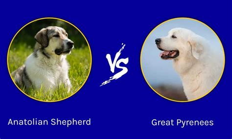 Anatolian Shepherd Vs Great Pyrenees Key Differences Explained Imp World