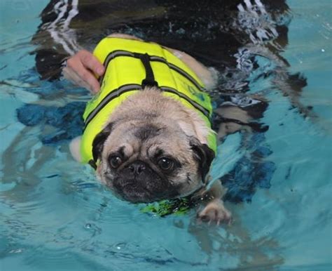 San diego, california bölgesinde french bulldog rescue ile ilgili grupları bulun ve yerel topluluğunuzda ilgi alanlarınızı paylaşan insanlarla tanışın. Fi needs a life vest... | Pugs, Pug rescue, Life vest
