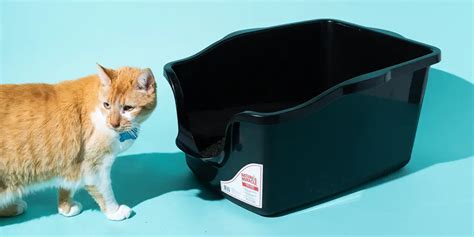 The Pros And Cons Of Switching To A Top Entry Litter Box