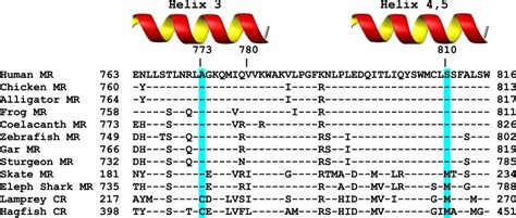 Transcriptional Activation Of Elephant Shark Mineralocorticoid Receptor