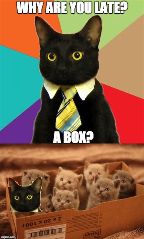 Cat Box Meme Bahia
