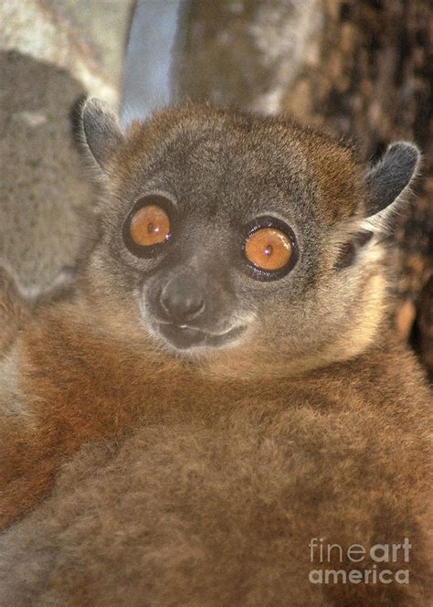 Sportive Lemur Madagascar 2 Photograph By Rudi Prott Fine Art America