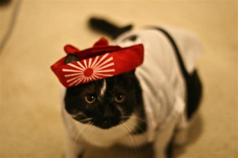 Karate cats are here to help! Karate cat | Jen | Flickr