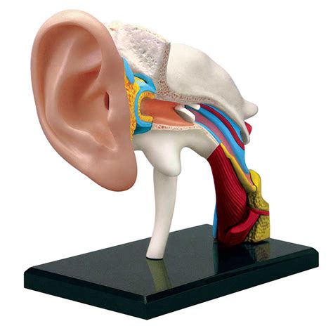 4d Human Ear Anatomy Model Fame Master