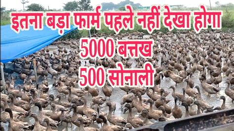 बत्तख ओर सोनाली मुर्गी का एक विशाल फार्म Duck Farming In India Duck
