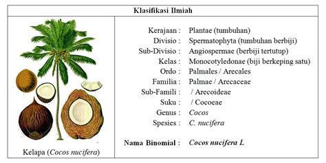 Pokok Kelapa Sawit Klasifikasi Dan Morfologi Tanaman Kelapa Sawit The
