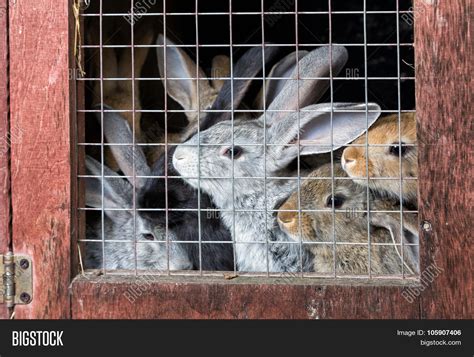 Rabbits Hutch Image And Photo Free Trial Bigstock