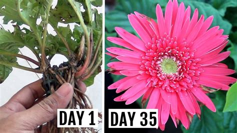 Simplest Way To Growpropagate Gerbera From Cuttings Youtube