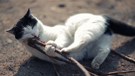 Black And White Cat Wallpaper Hd Desktop Wallpapers 4k Hd