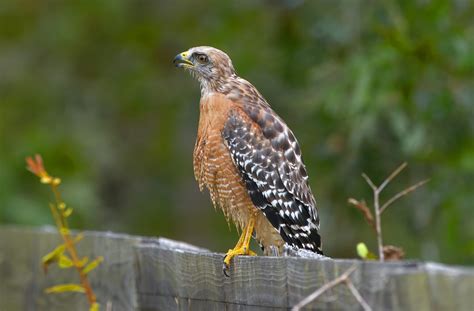 Hawks In Oregon 10 Species To Be Looking For In This State