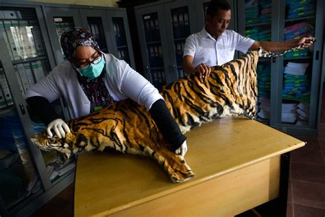 Tiger Pangolin Farming In Myanmar Risks Boosting Demand
