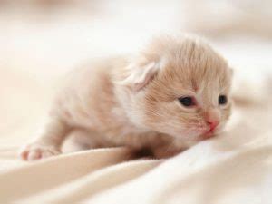 How To Look After A Kitten Uk Pets