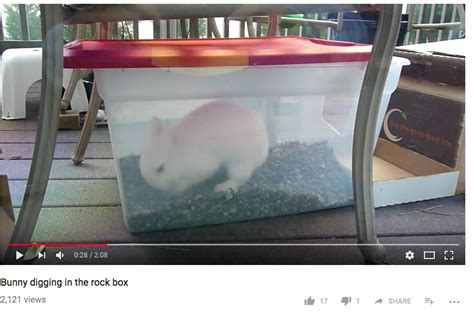 Bunny Dig Box With Landscaping Rocks Dirt Free Bunny House Diy