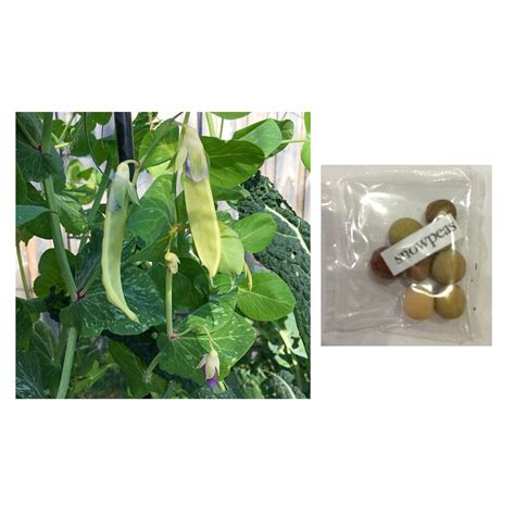 Watch for the pods to go brown. Chinese snow peas vegetable seeds pea | Shopee Philippines