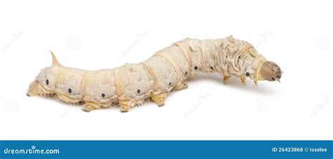 Silkworm Larvae Bombyx Mori Royalty Free Stock Photos Image 26423868