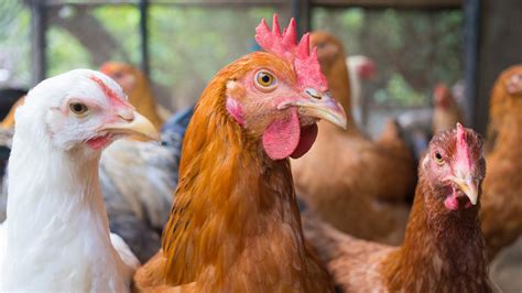 Suspected Avian Flu Detected In Hennepin County