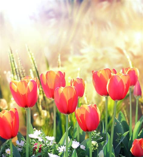 Red Tulips On Abstract Sunny Blurred Spring Background Summer Scene