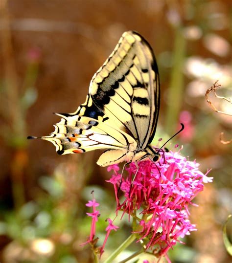 Machaon Papillon De Mon Jardin Auriol 13 Photo Et Image Macro