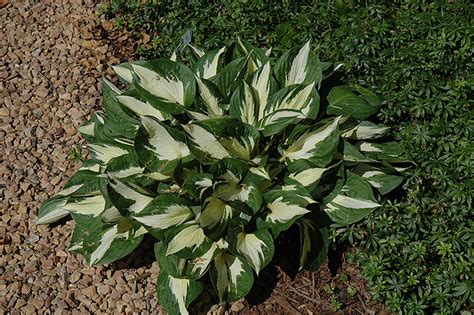 Hosta companion plants (what to plant with hostas). Loyalist Hosta (Hosta 'Loyalist') in Minneapolis St Paul ...