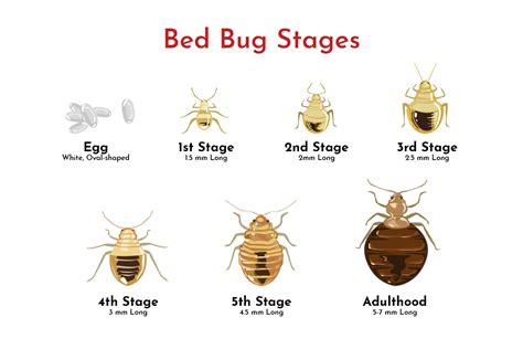 Bed Bug Life Cycle Actual Size Marquita Coburn