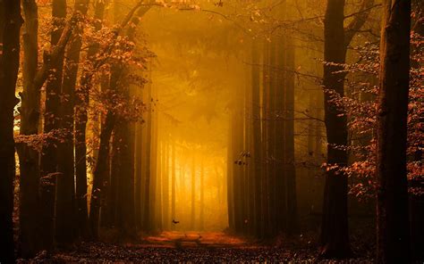 Wallpaper Sunlight Trees Landscape Forest Fall Leaves Night