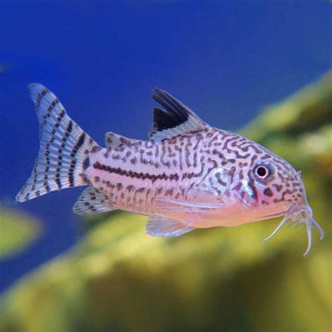 Julii Cory Corydoras Julii Mcmerwe Cape Town South Africa
