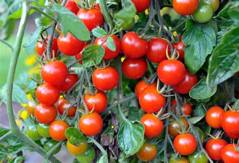 a taste for tomato season metropol