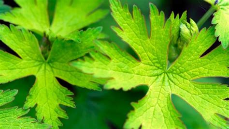 Spots On Geranium Leaves Marks Of Trouble