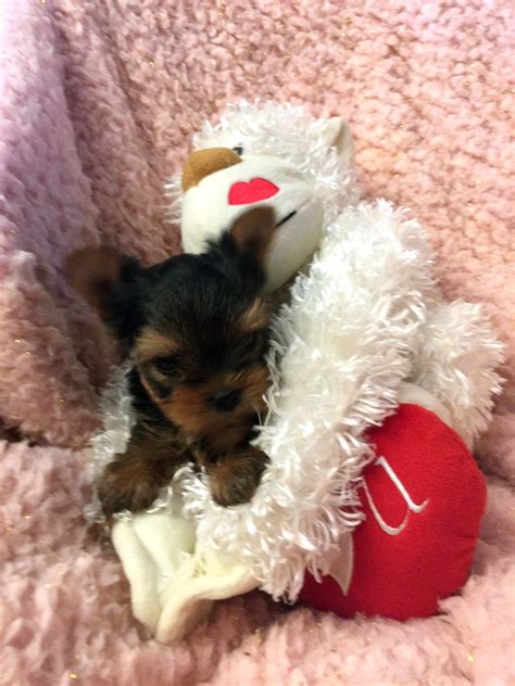 Yorkie Puppies Tampa Bay – Heather Crest Kennels – Tampa Bay's Premier