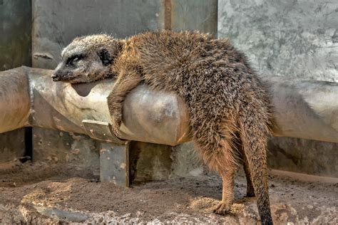 Die drei schimpansen akemo, coco und nicky können nun im augsburger zoo bleiben. Augsburger Zoo (10) Foto & Bild | natur, bayern, zoo ...