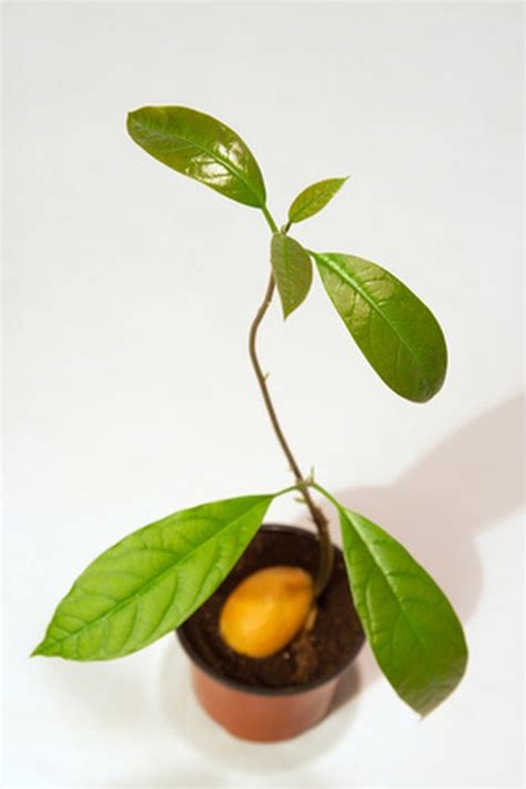 How To Grow Hass Avocado Trees Hunker