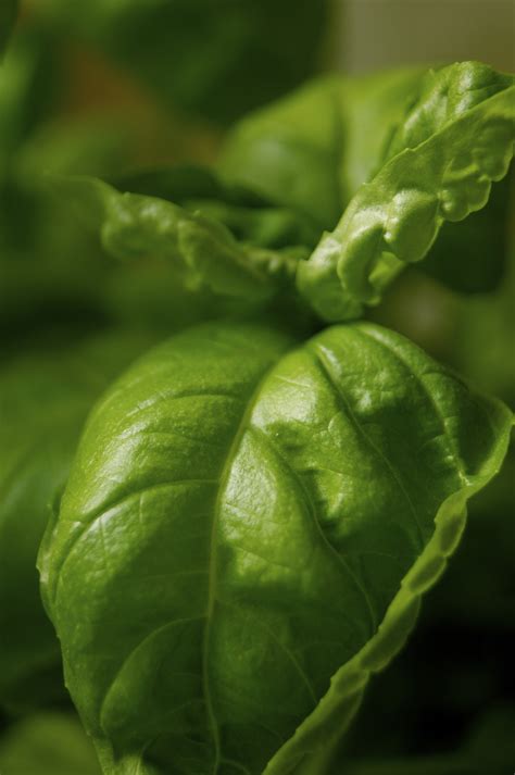 Free Images Food Green Herb Healthy Eat Basil Cook Close Up