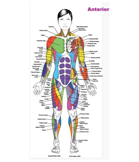 7 Muscle Chart Templates To Free Download Sample Templates