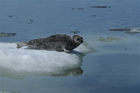 Ringed Seal Noaa Fisheries