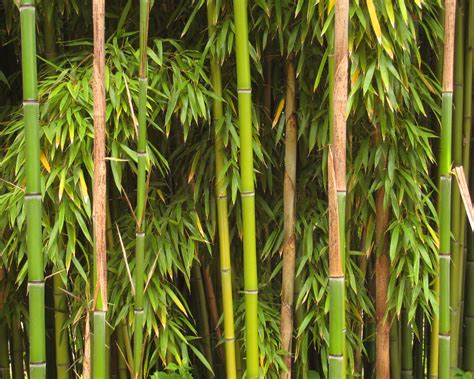 Bambus Wikipedia