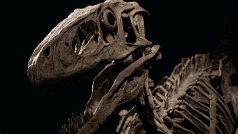 Skeleton Of Deinonychus Antirrhopus The Dinosaur That Inspired Jurassic Parks Velociraptor