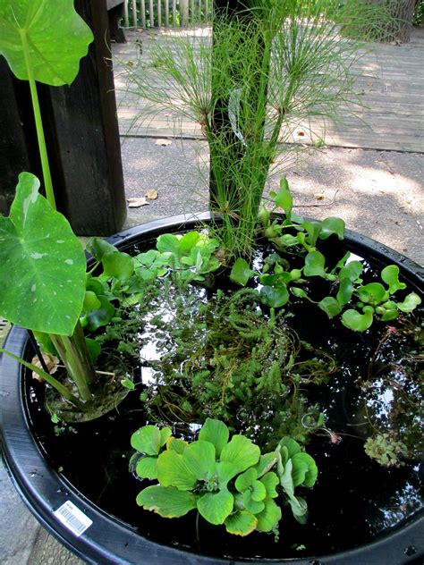 Cut your drip tape to length and lay them on your garden beds with the holes facing up. DIY ~ Create Your Own Water Garden In A Container! - Our ...