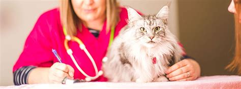 Managing ringworm at home is quite labor intensive, particularly if shampoos or dips are used. Ringworm In Cats | Signs, Symptoms & Advice - My Family Vets