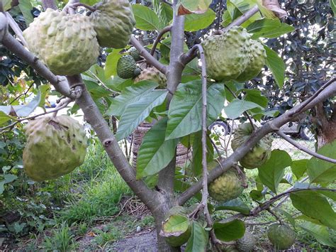 Check spelling or type a new query. Forum: Forbidden Fruits Cherimoya