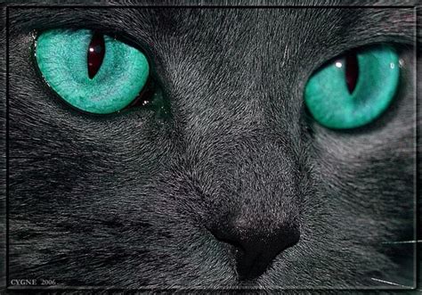 Turquoise Cat Eyes Turquoise Aqua Pinterest Cats Cas And Colors