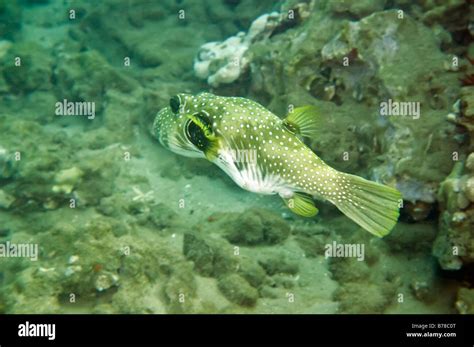 Single Stripedbelly Puffer Fish Above Coral Reef Near Maui Hawaii Stock