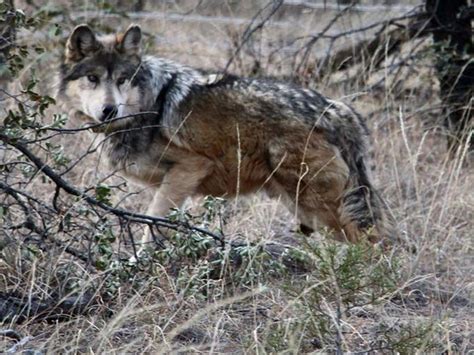 Endangered Mexican Wolf Population Increases In Arizona And New Mexico