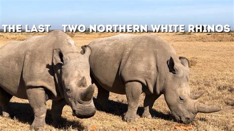 The Last Two Northern White Rhinos In Existence Drive 4 Wildlife