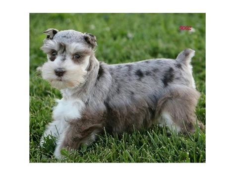 What Is A Merle Schnauzer