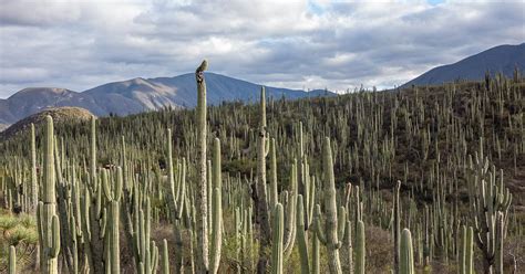 While smaller and younger cacti will need less water but more frequently. Hiking in Zapotitlán Salinas at The World's Largest Cactus ...
