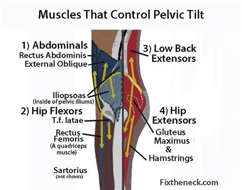 Low back extensor muscles, such as the erector spinae, must eccentrically contract to slow your body's descent as you flex forward, then isometrically one example of this is the posture of the hip joint when sitting. Hip Flexor: Hip_flexors_hip_extensors | Physical therapy, Massage therapy