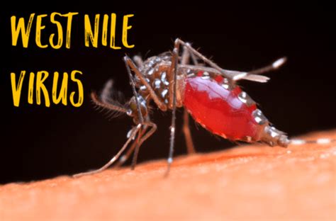 West nile virus (wnv) is a microorganism (virus) transmitted by mosquitoes and, more rarely, ticks. First Case Of West Nile Virus for 2018 Confirmed | Culver ...