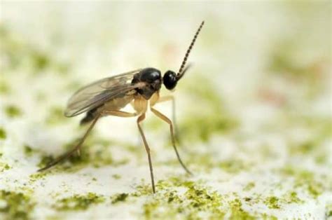 8 Different Types Of Gnats Plus Interesting Facts Nayturr